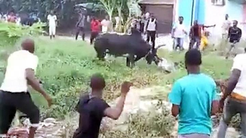 Christmas Cow kills Former Youth President In Bayelsa