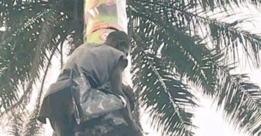 Man Climb Palm Tree To Paste Peter Obi's Poster In His Community (Pictures)