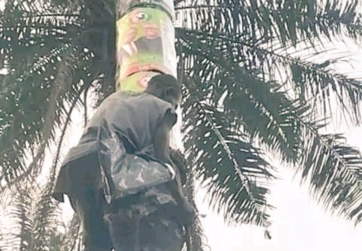Man Climb Palm Tree To Paste Peter Obi's Poster In His Community (Pictures)