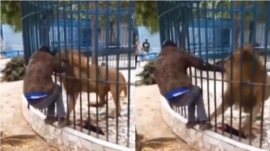 Man begs for his life as lion clutches him during zoo visit (VIDEO)