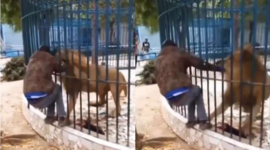 Man begs for his life as lion clutches him during zoo visit (VIDEO)