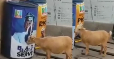 Reactions As Video Of A Goat Tearing & Chewing Tinubu's Poster Surfaces Online (VIDEO)