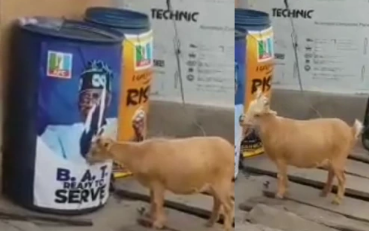 Reactions As Video Of A Goat Tearing & Chewing Tinubu's Poster Surfaces Online (VIDEO)